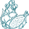 Pitahaya